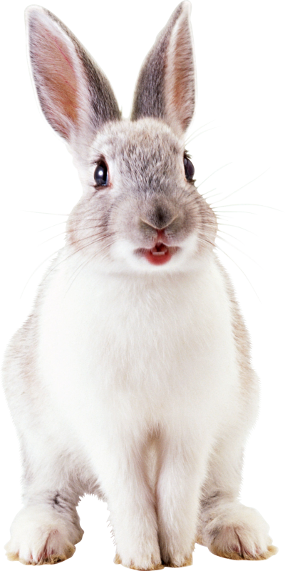 Alert White Rabbit Portrait PNG image