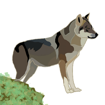 Alert Wolf Vector Art PNG image