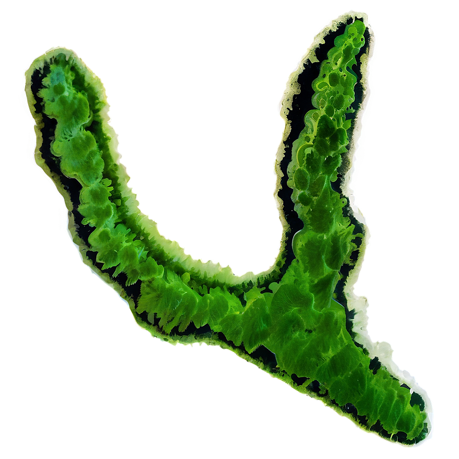 Algae C PNG image