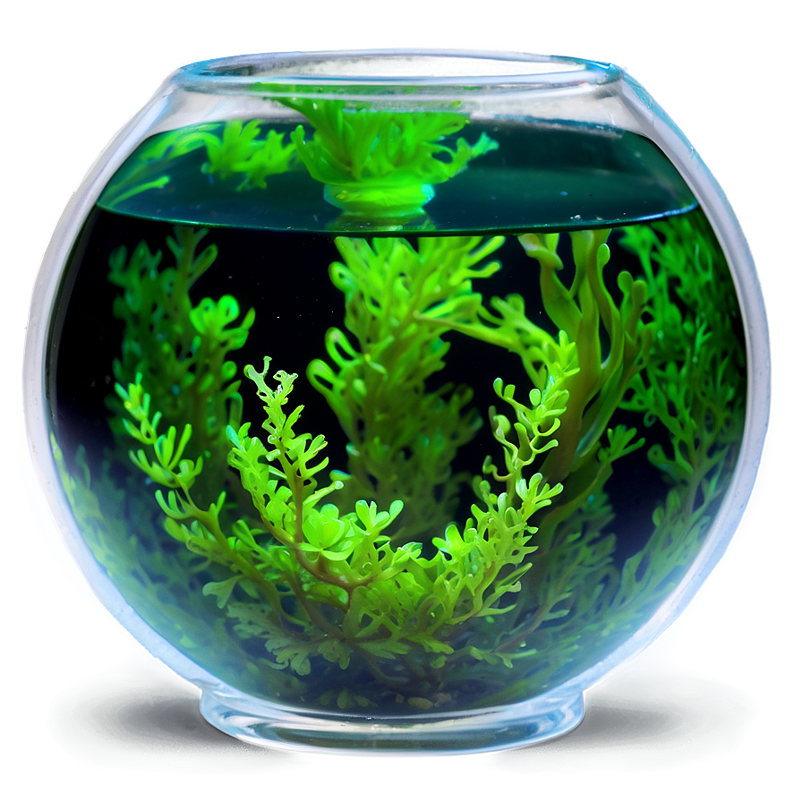 Algae In Fishbowl Png Pxf PNG image