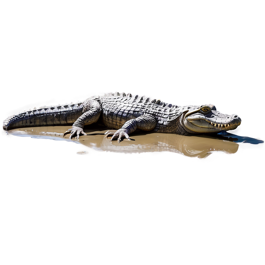 Alligator In Mud Png 69 PNG image