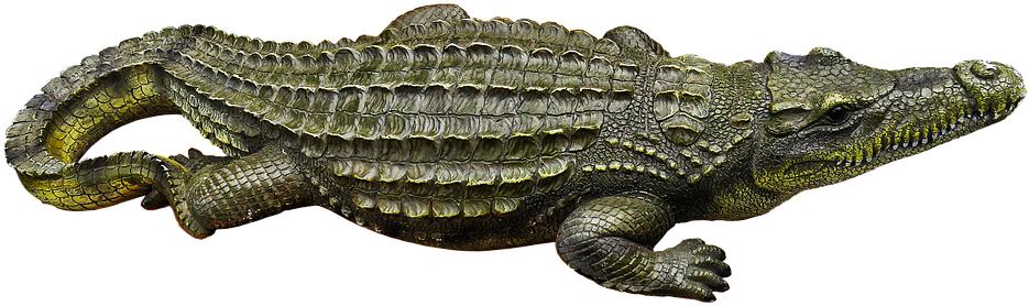 Alligator Profile Isolated PNG image