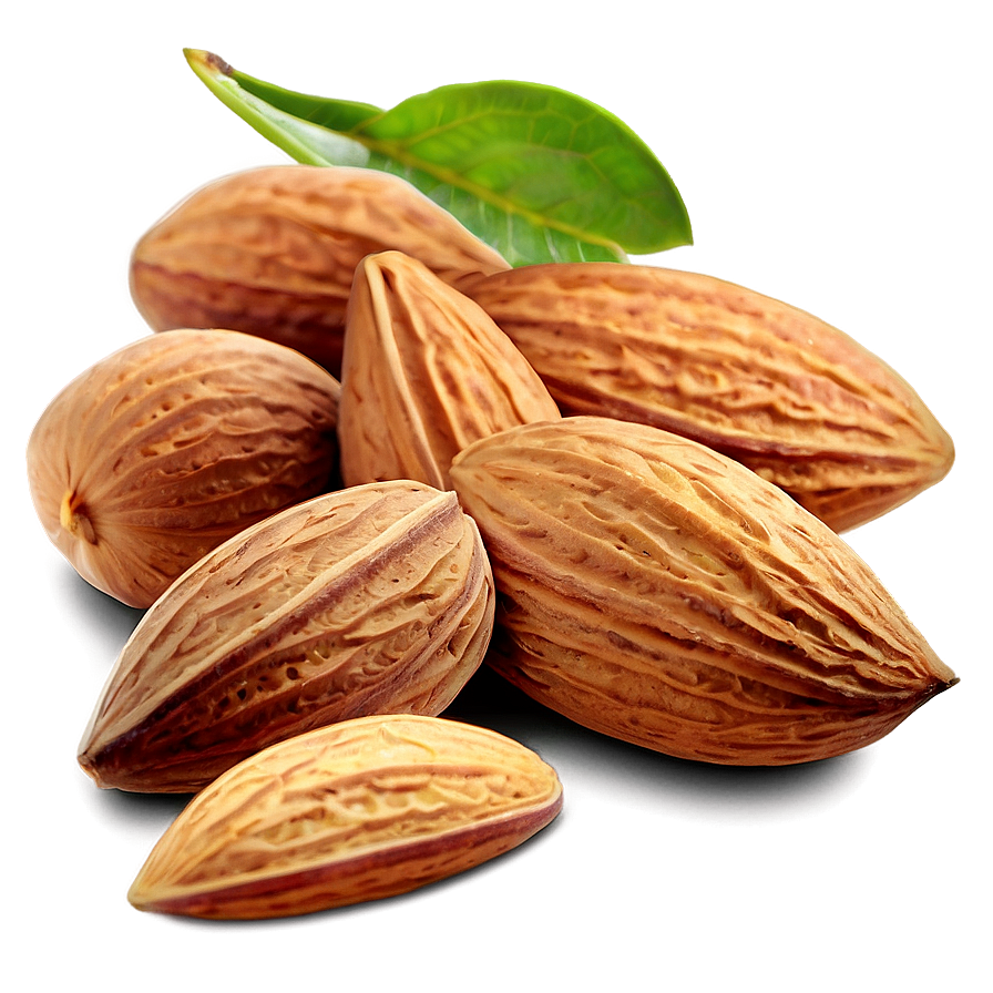 Almond Illustration Png 05242024 PNG image