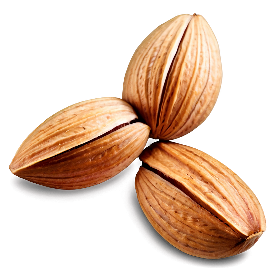 Almond Illustration Png 05242024 PNG image