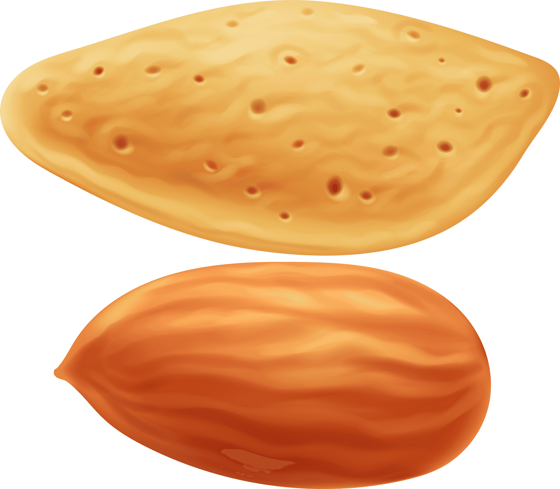 Almond Nutand Shell Illustration PNG image