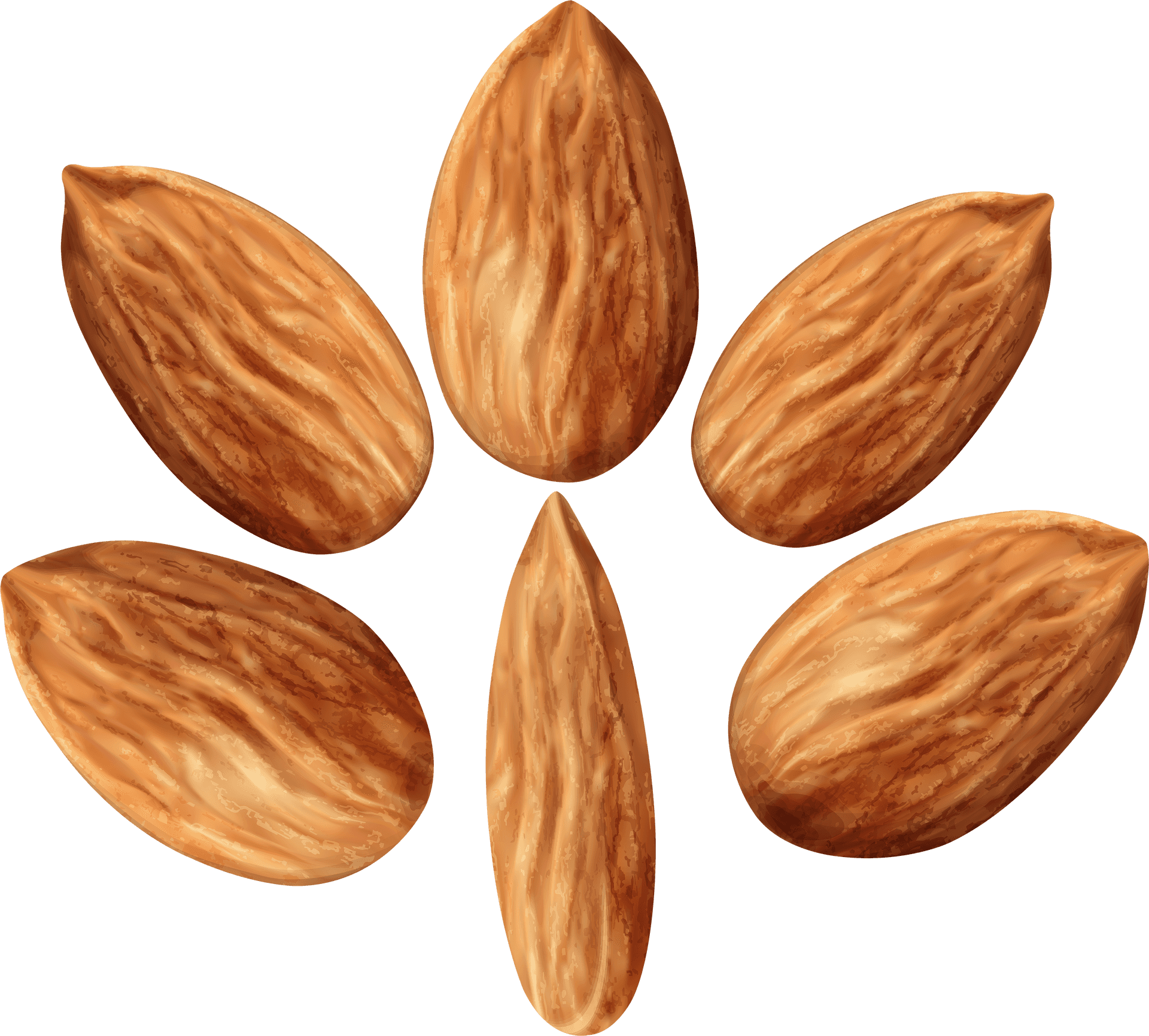 Almonds Cluster Transparent Background PNG image