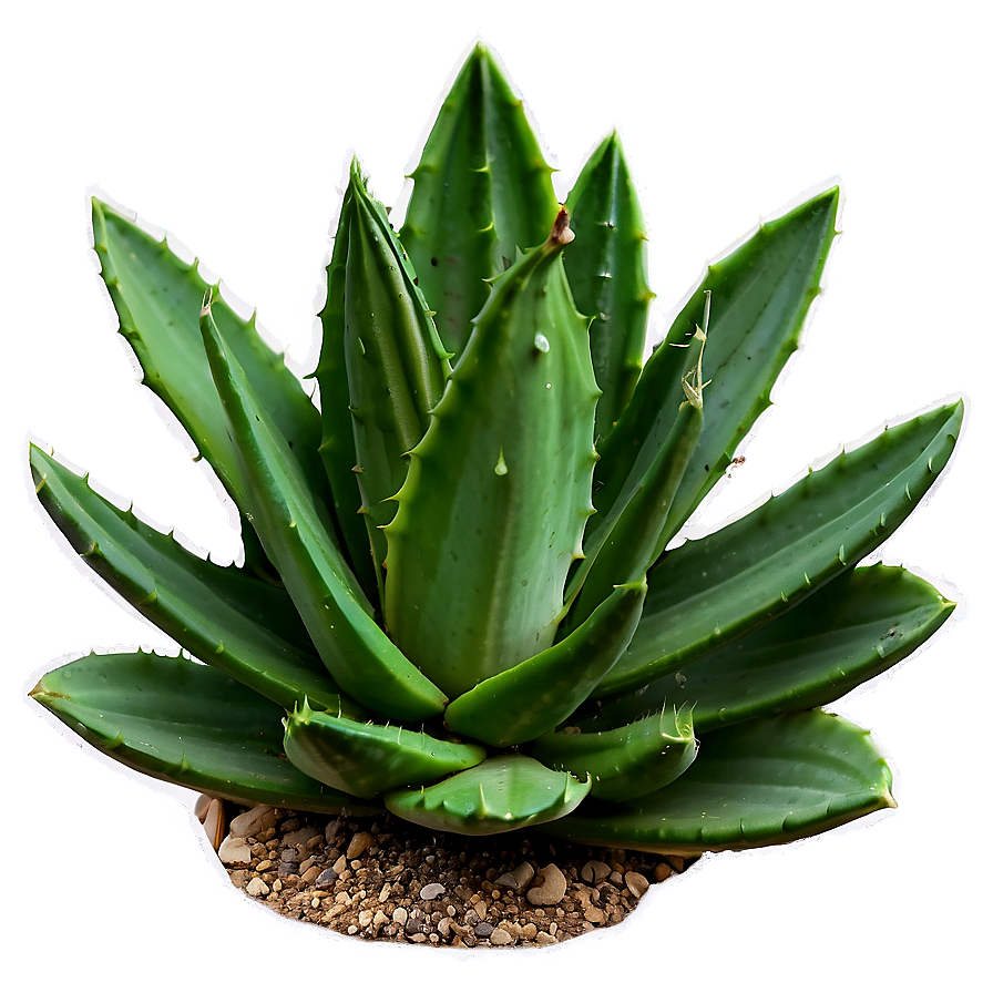 Aloe Succulent Png 05242024 PNG image