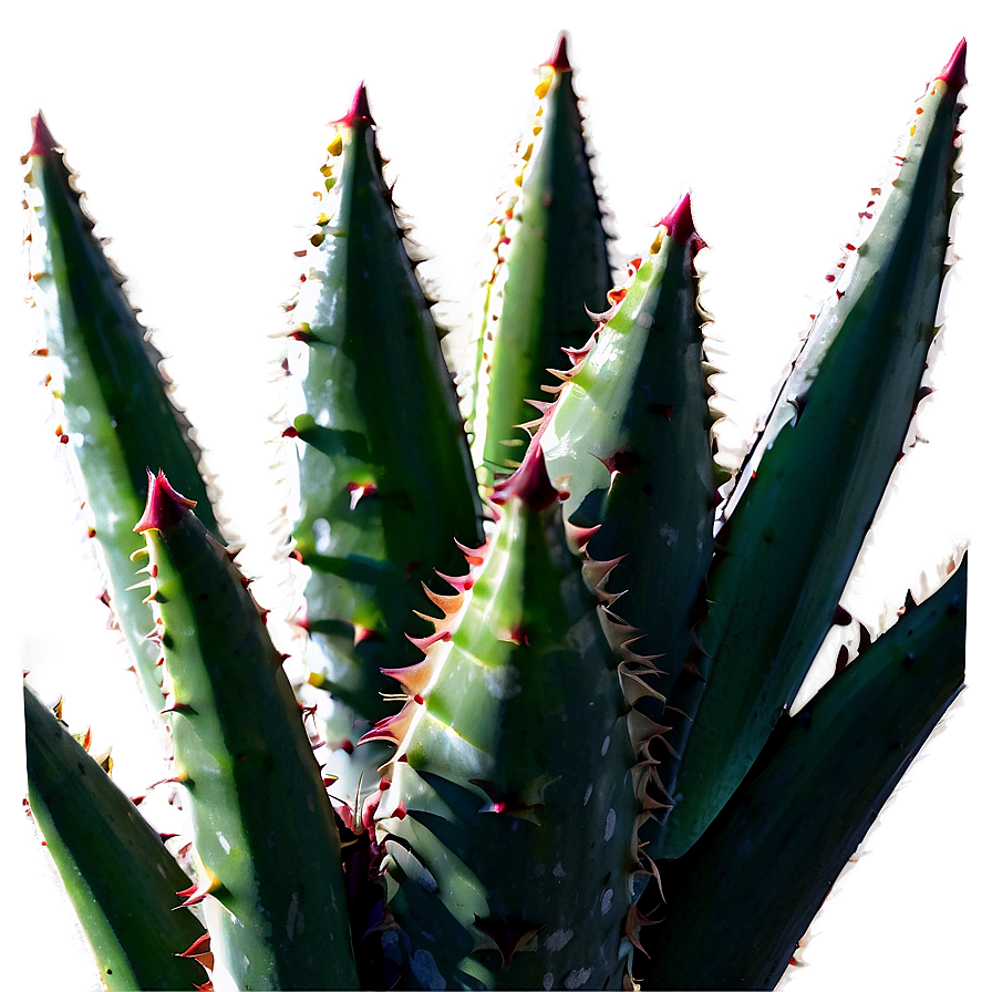 Aloe Succulent Png Guo45 PNG image