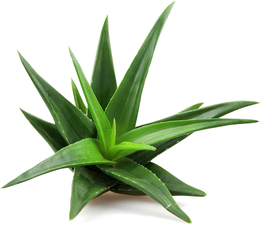 Aloe Vera Plant P N G Image PNG image