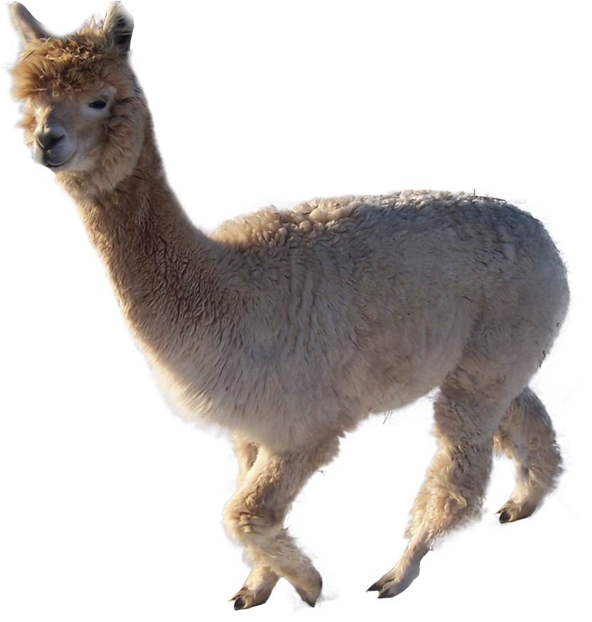Alpaca Profile Isolated.png PNG image