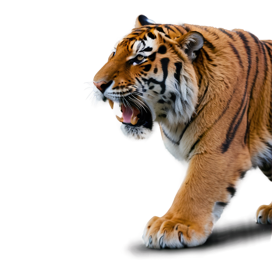 Alpha Tiger Displaying Power Png Bgt PNG image