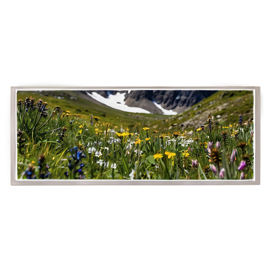 Alpine Wildflowers Panorama Png Tcl21 PNG image