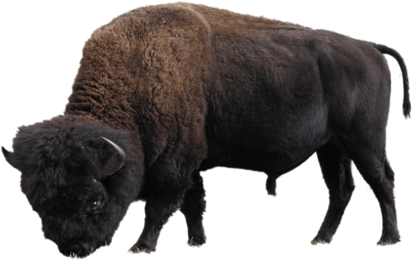 American Bison Side View PNG image