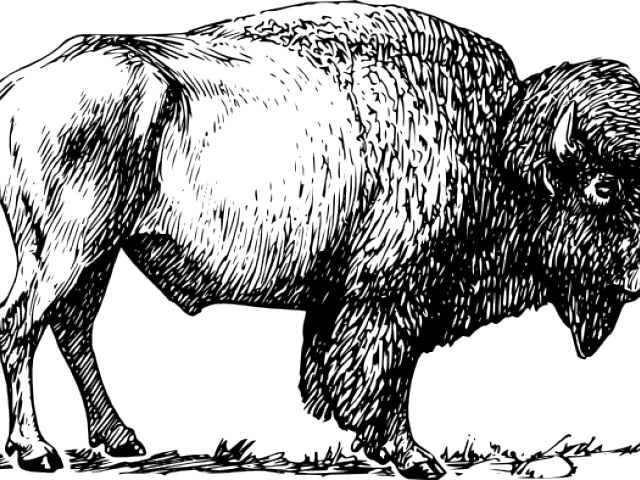 American Bison Silhouette PNG image