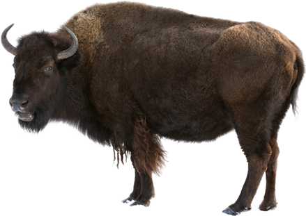 American Bison Standing Transparent Background PNG image