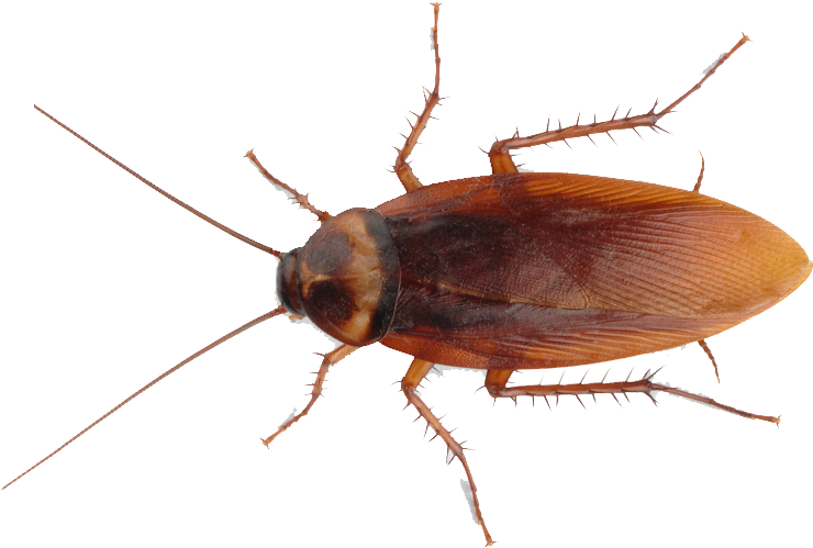 American Cockroach P N G Transparent Image PNG image