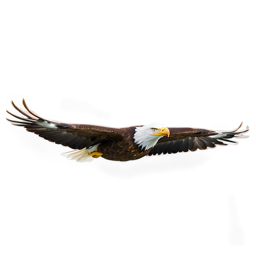 American Eagle Gliding Png 92 PNG image