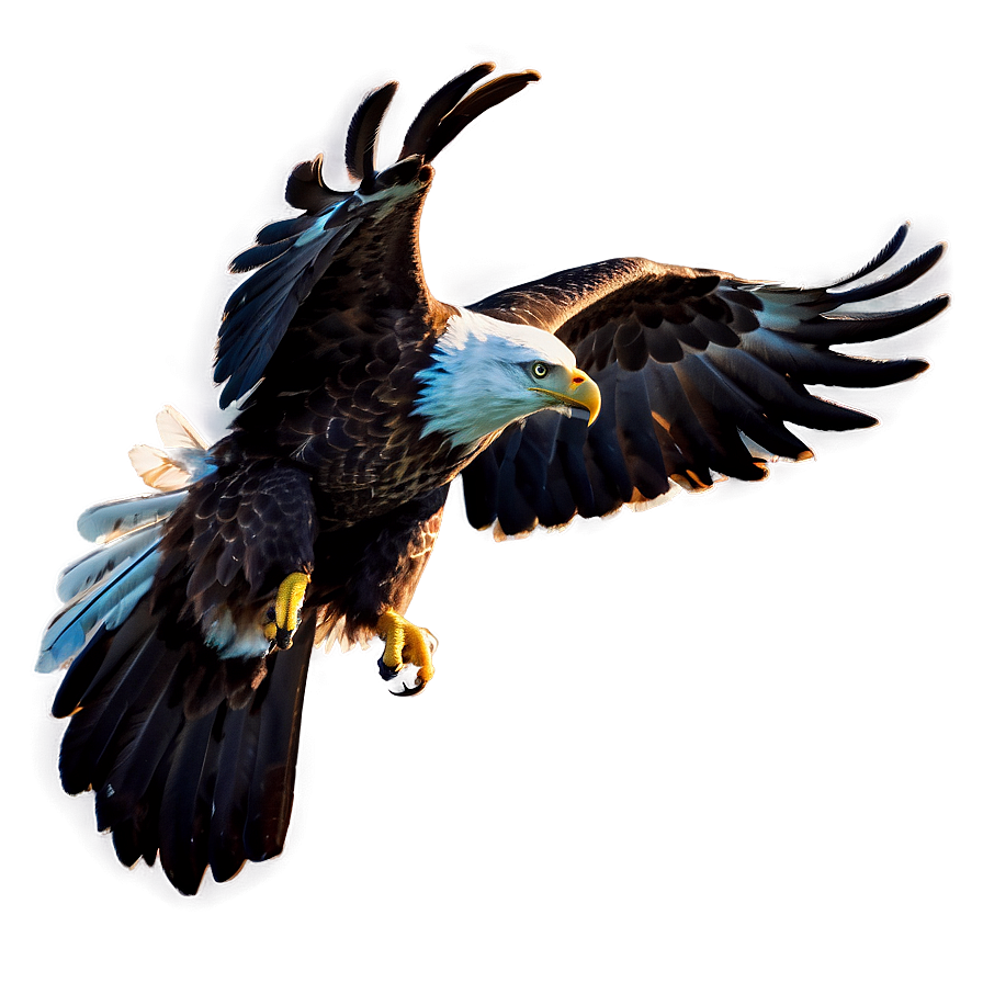 American Eagle In Dawn Light Png Gaq12 PNG image