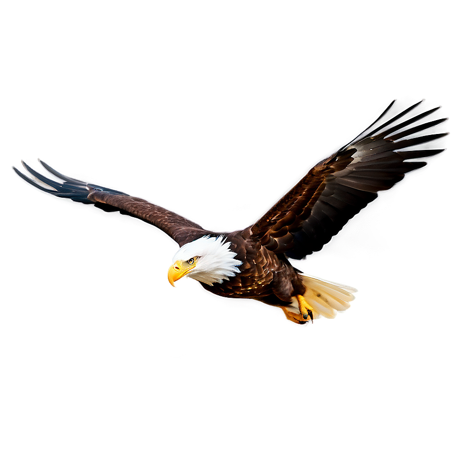 American Eagle In Flight Png Ehd PNG image