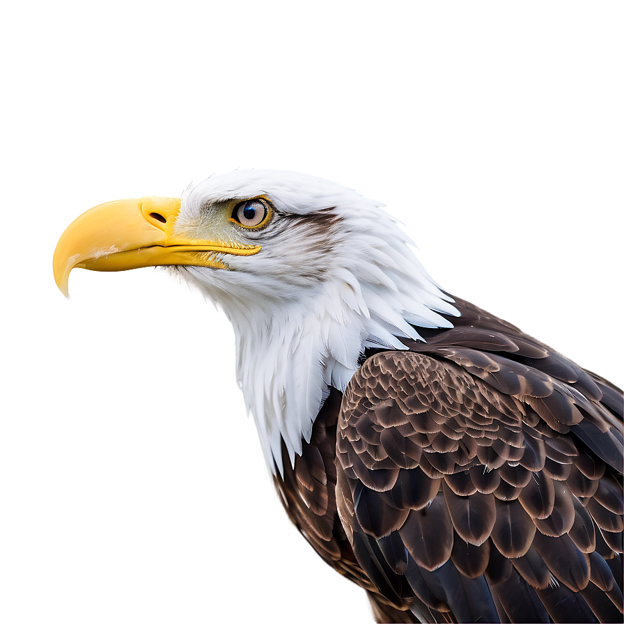 American Eagle In Snow Png Ltl93 PNG image