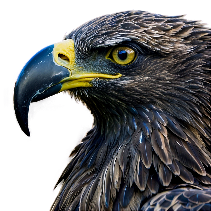 American Eagle Screaming Png 06122024 PNG image