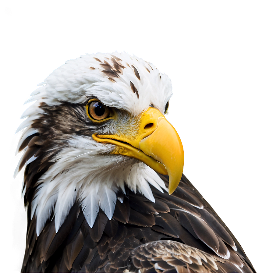 American Eagle With Prey Png 06122024 PNG image