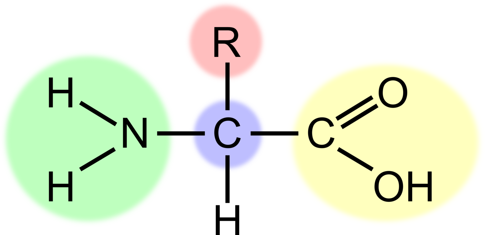 Amino Acid Structure Diagram PNG image