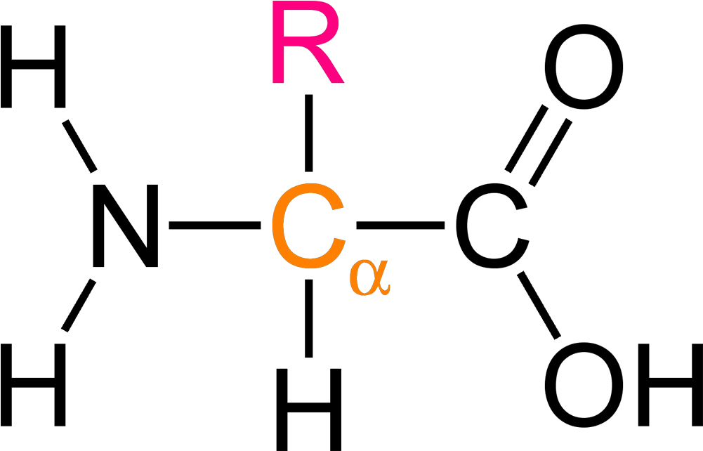 Amino Acid Structure Diagram PNG image