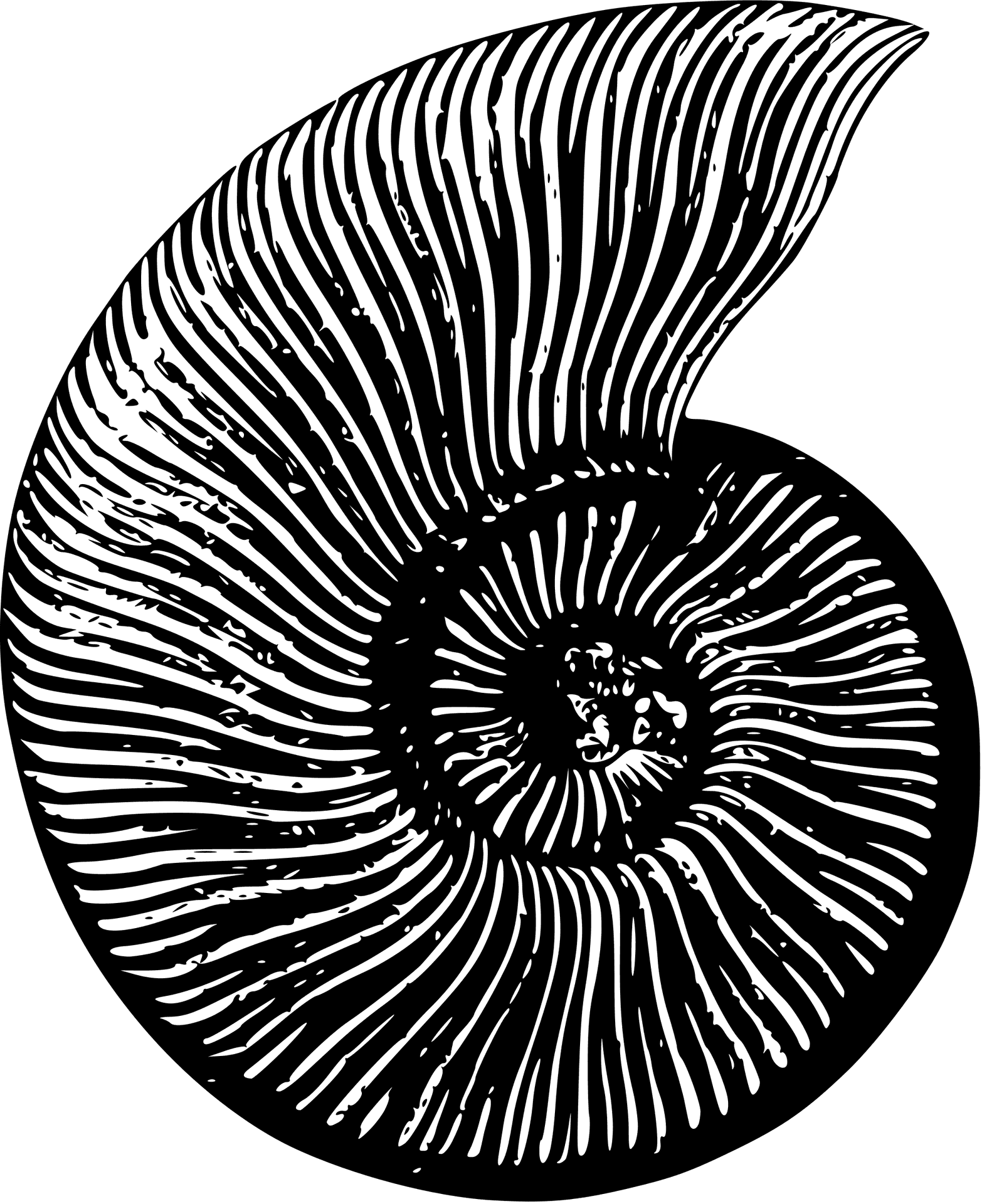 Ammonite Fossil Illustration PNG image