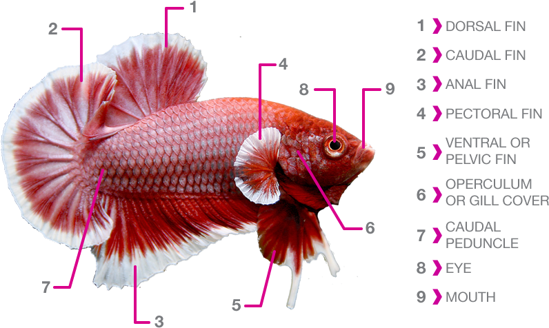 Anatomical Chartof Betta Fish PNG image