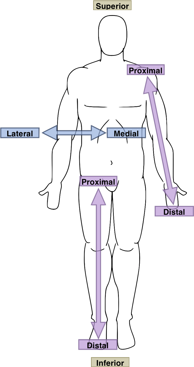 Anatomical Directions Human Body PNG image