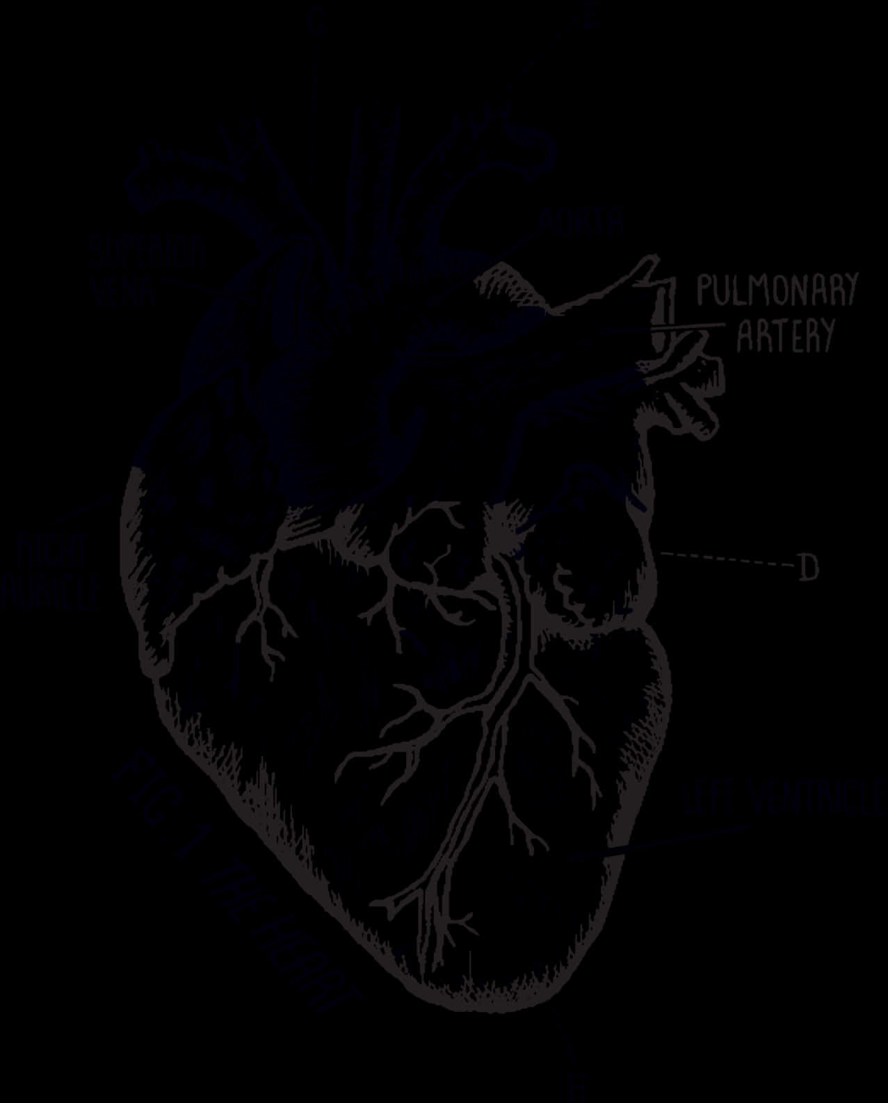 Anatomical Heart Diagram Tattoo Design PNG image