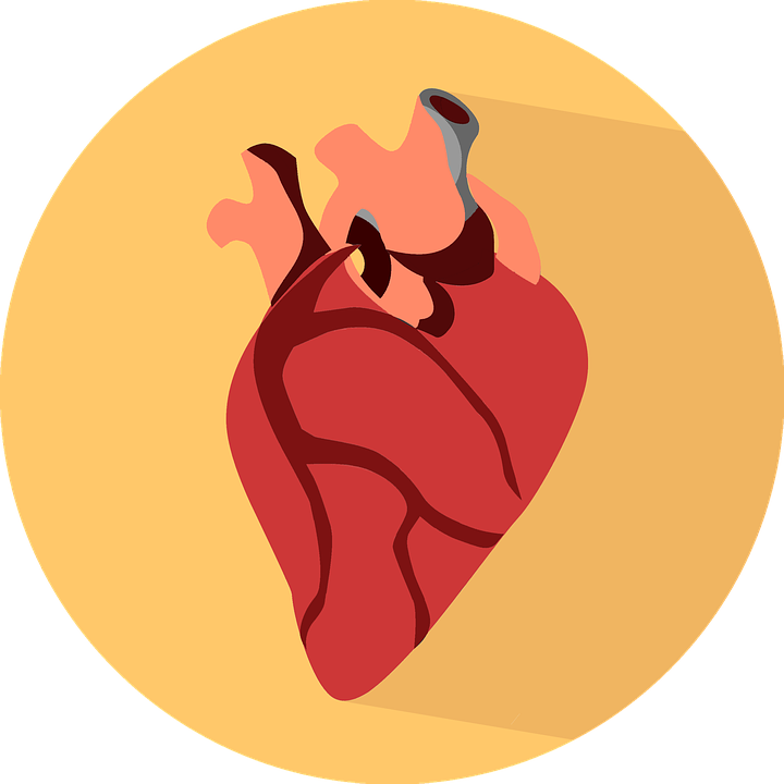 Anatomical Heart Icon PNG image