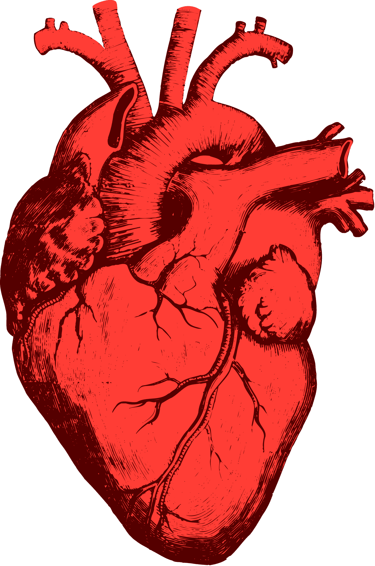 Anatomical Heart Illustration PNG image