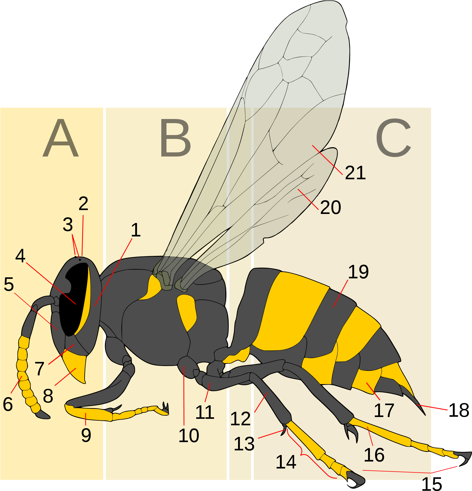 Anatomical_ Wasp_ Diagram PNG image
