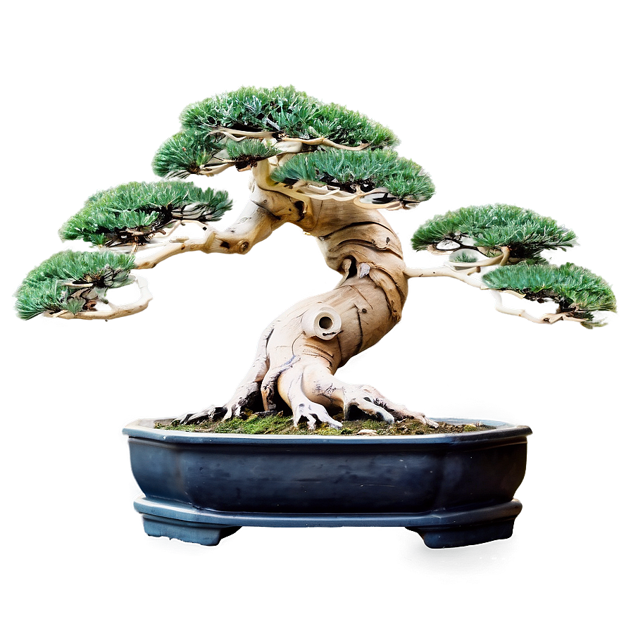 Ancient Bonsai Trees Png 05042024 PNG image