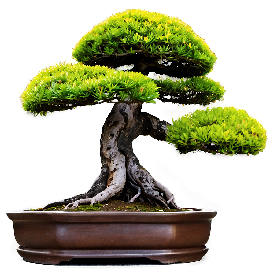 Ancient Bonsai Trees Png 18 PNG image