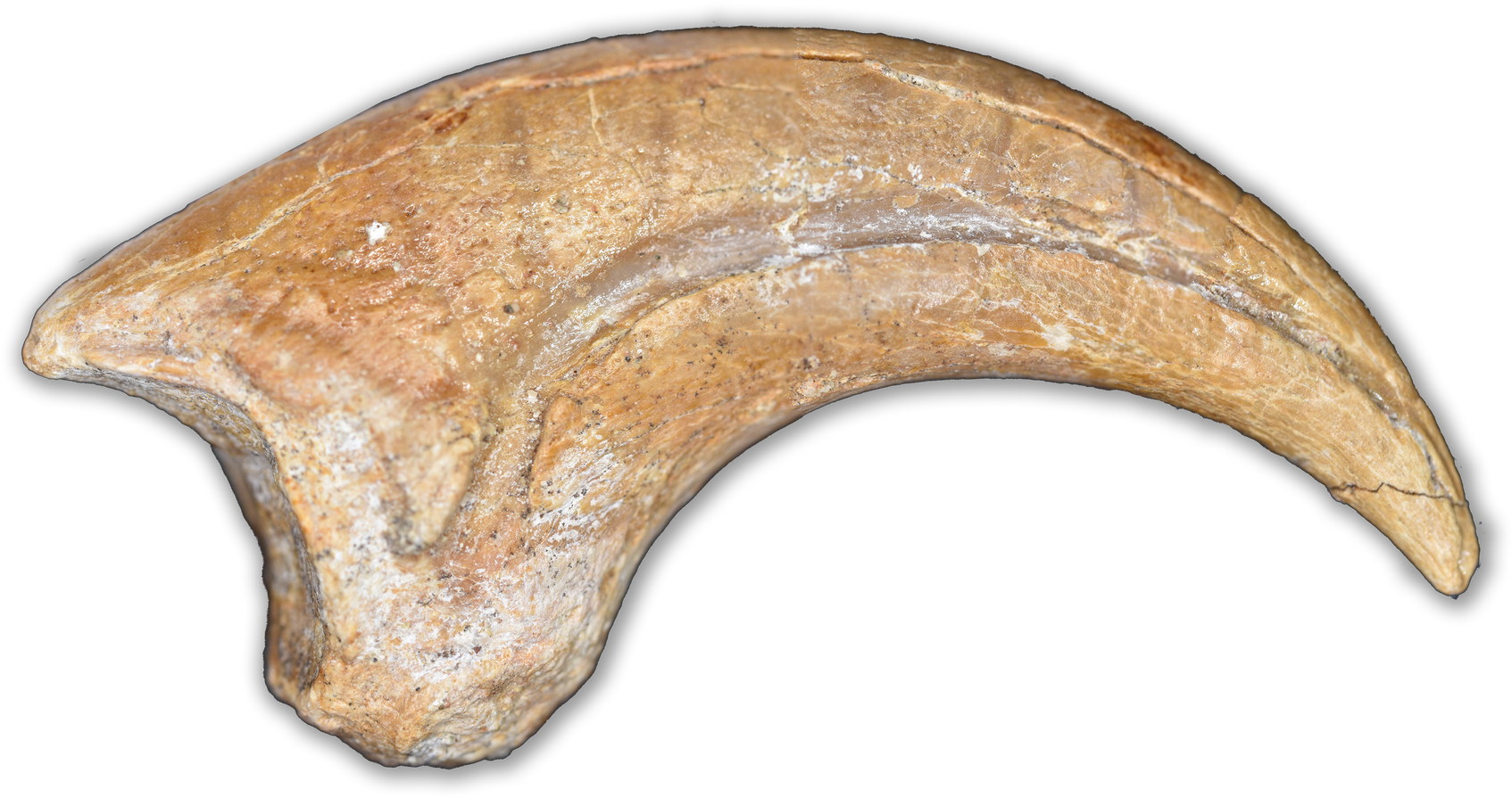 Ancient Claw Fossil PNG image