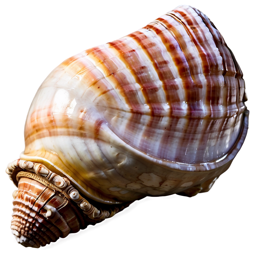 Ancient Conch Shell Png Kfg31 PNG image