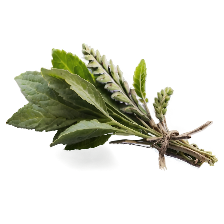 Ancient Herb Png 06272024 PNG image