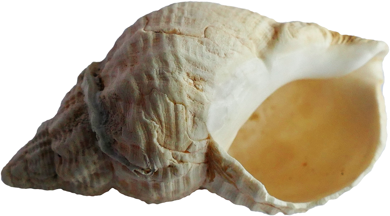 Ancient Sea Shell Fossil PNG image