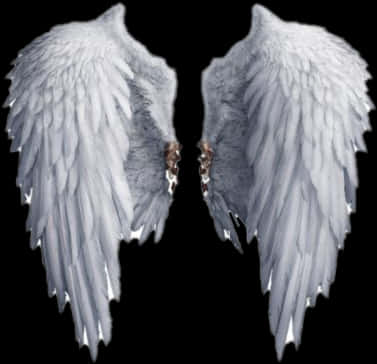 Angel Wings Isolatedon Black PNG image