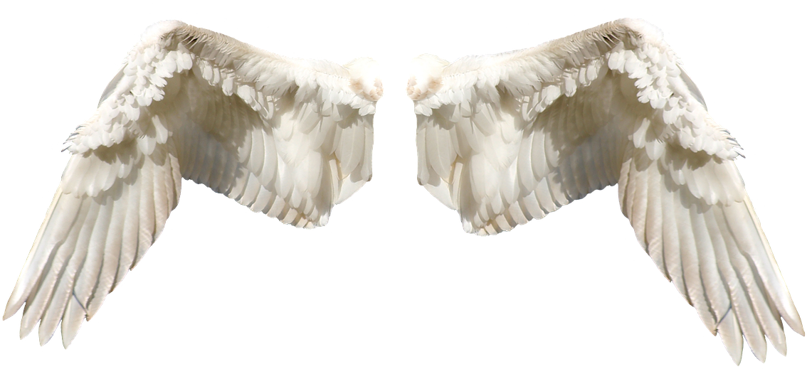 Angel Wings Isolatedon Transparent Background PNG image