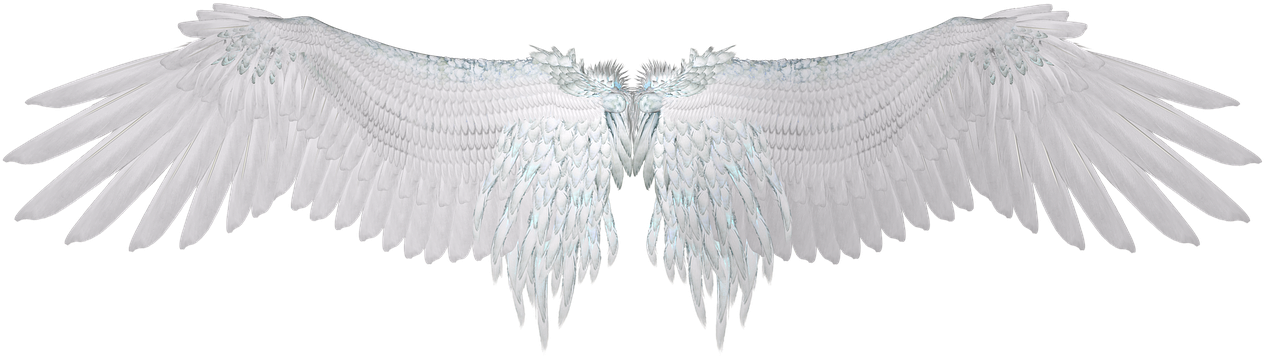 Angel Wings Spread White Feathers PNG image