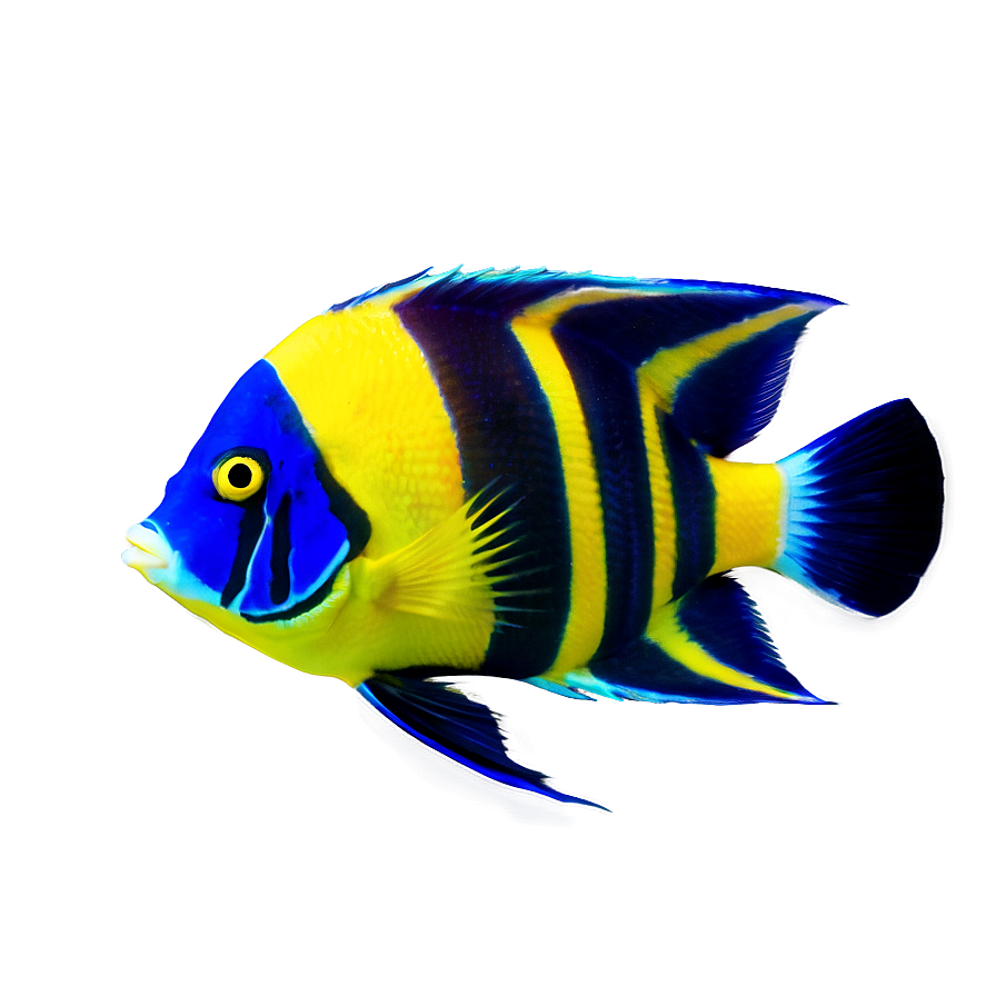 Angelfish Png Gcb PNG image