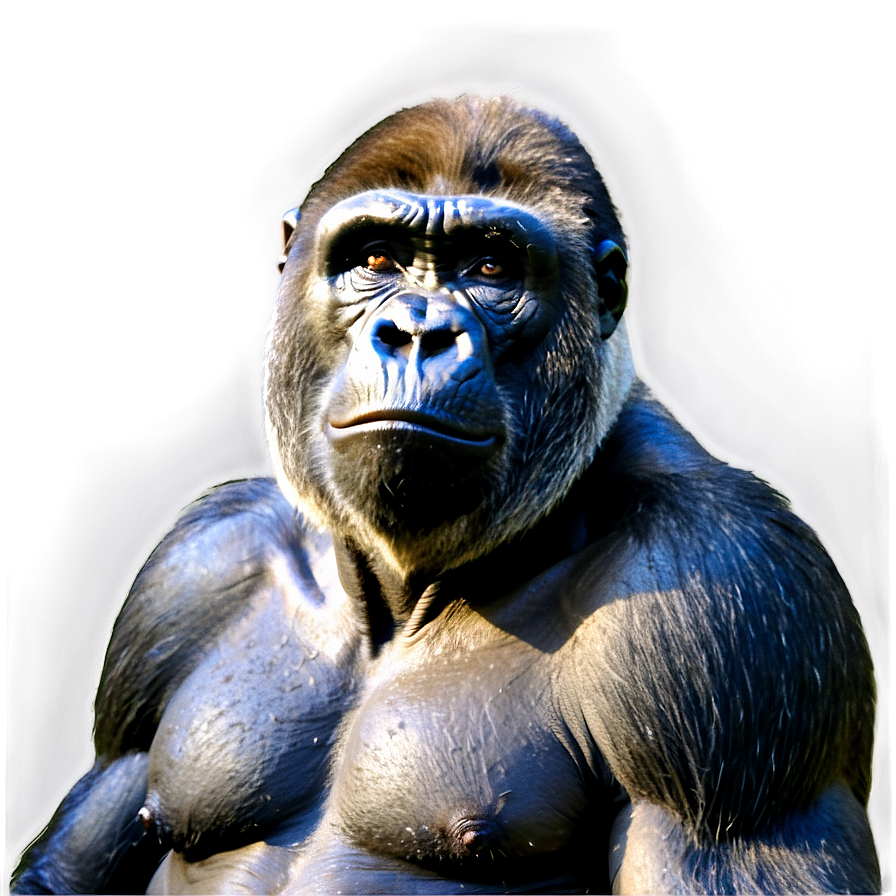 Angry Silverback Gorilla Png 59 PNG image