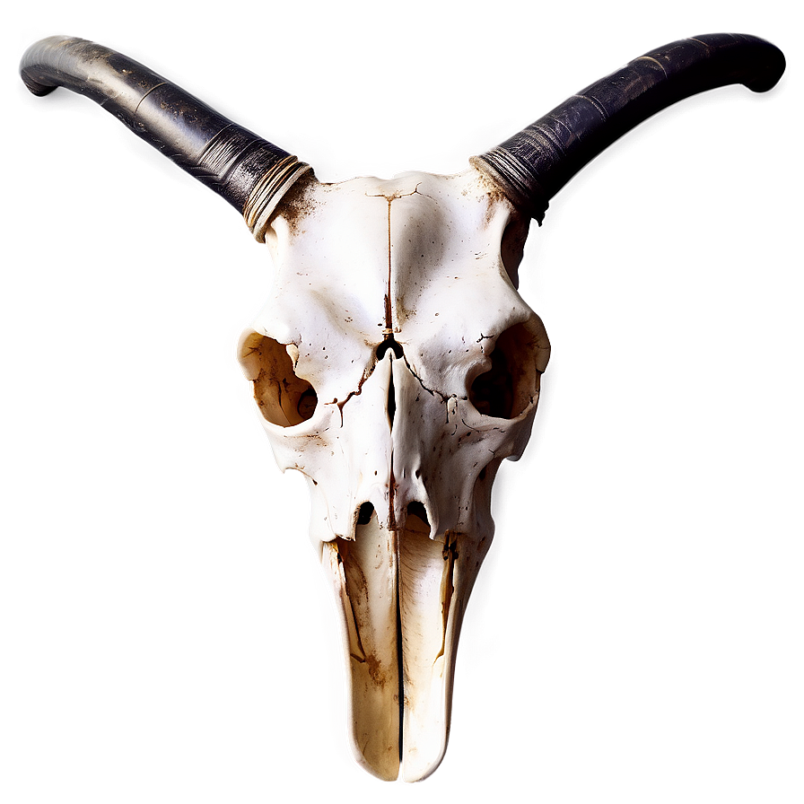 Animal Skull A PNG image