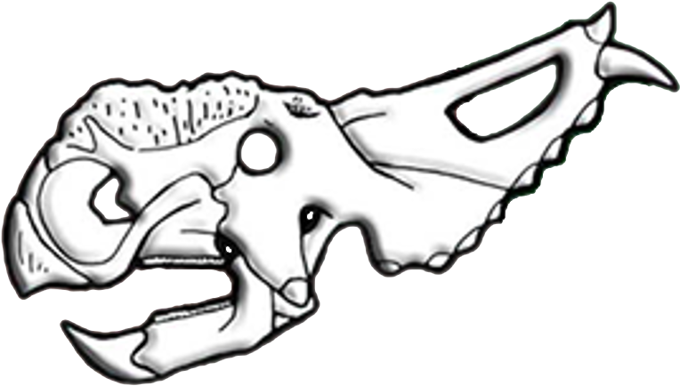 Animal_ Skull_ Illustration.png PNG image