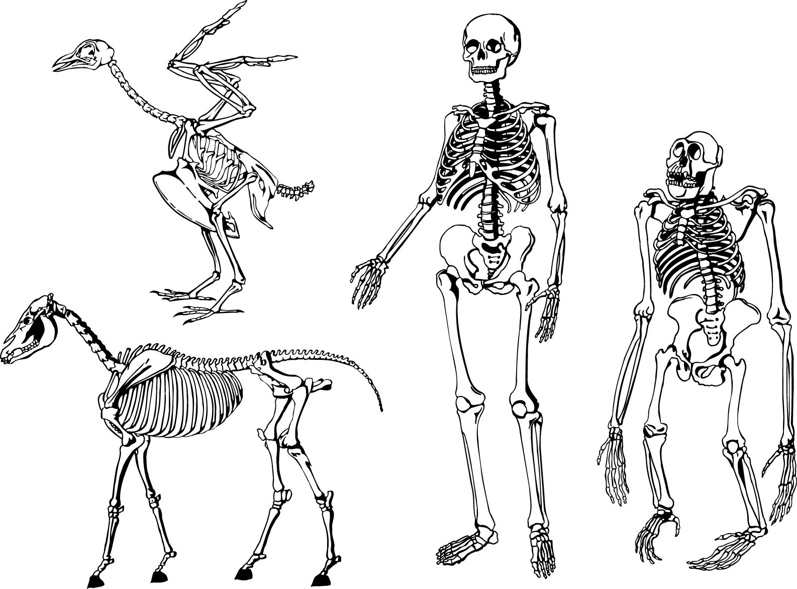 Animaland Human Skeletons Comparison PNG image