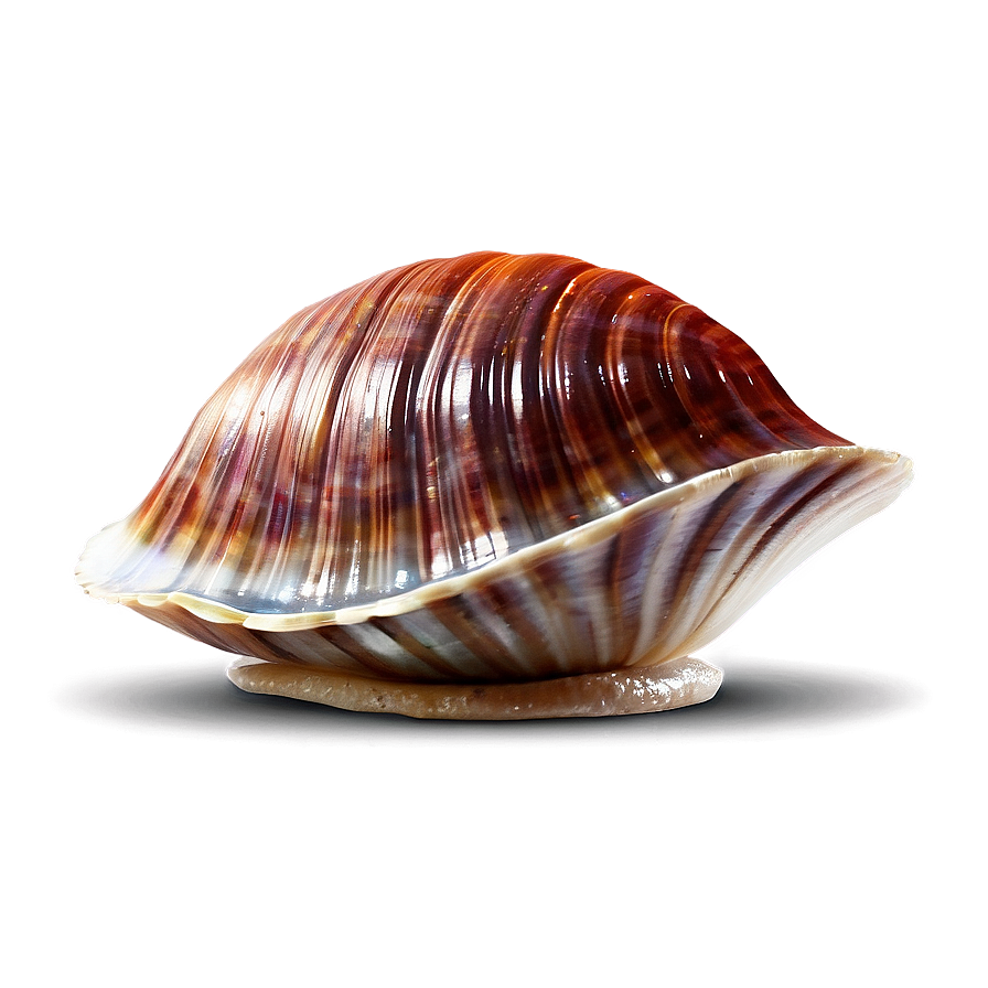 Animated Clam Character Png 05242024 PNG image